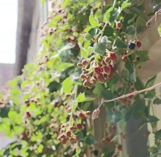 Mugeln Apartamento | Wachsmuts gemütliche Bleibe mir alter Wandmalerei