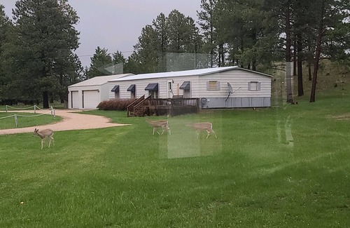 Custer Casa | Walking in the Woods! This home is 3 miles outside of Custer in the Black Hills