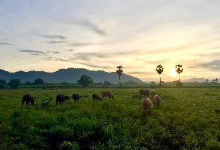 Lop Buri Casa | Wanlapa Farmstay