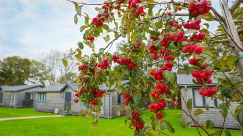 Pevensey Complejo | Warren Wood Country Park