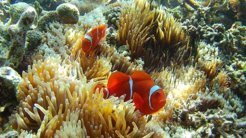 Gili Gede Casa | Waru Homestay Gili Gede
