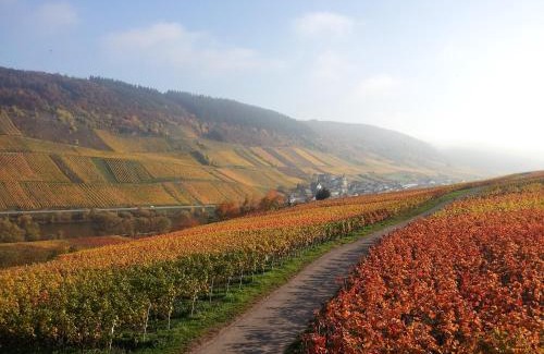 Reil Casa | Weingut-Brennerei-Gästehaus Emil Dauns