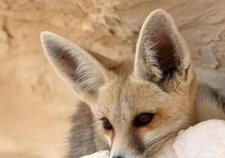 Bawati Otro | White desert safari in Egypt