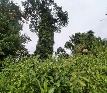 Platanillo Casa | Wildlife Reserve La Ceiba Ecoadventures