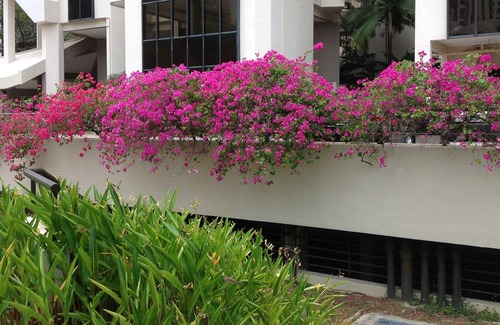 Bedok Condominio | Xxxxxxxxxxxxx