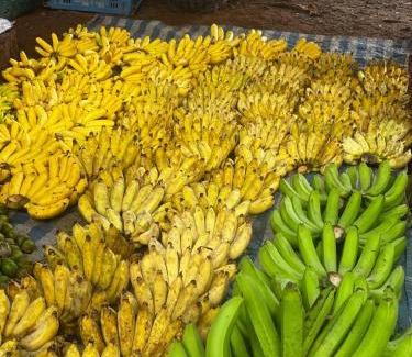 Mueang Ngai Otro | Yidan Farmstay in Chiang Dao