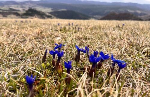 Zlatibor Casa | Zlatarski raj