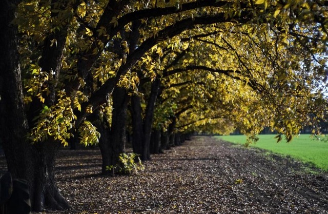 חווה של דני