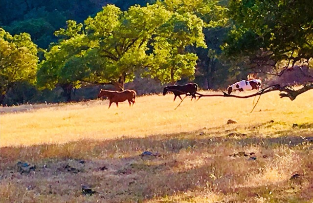 Casi Eden Wine Country Suite privada y entrada