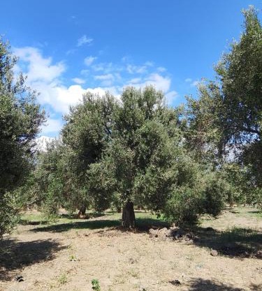 ANVE OLIVE TiNY HOUSE