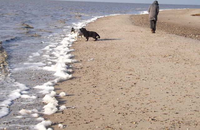 Apartamento también con perro, 90m²