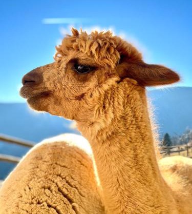 Apartment "Sunseitn" am Pietschacherhof