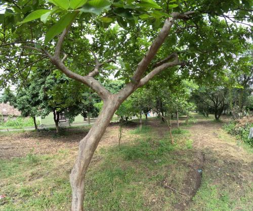 Bagicha farmstay - Near Jolly Grant Airport