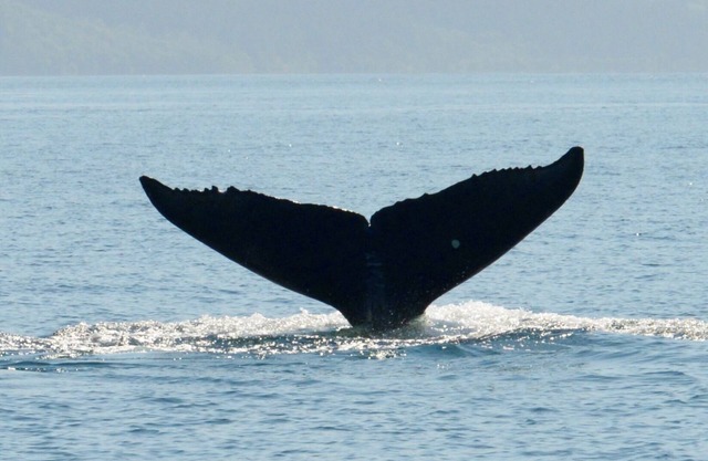 BEARS, BIRDS, AND WHALES