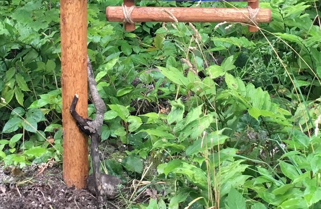 Hermosa 3 dormitorios con puerta del condado, muy boscosa, mascotas, AHORA OFRECE WIFI