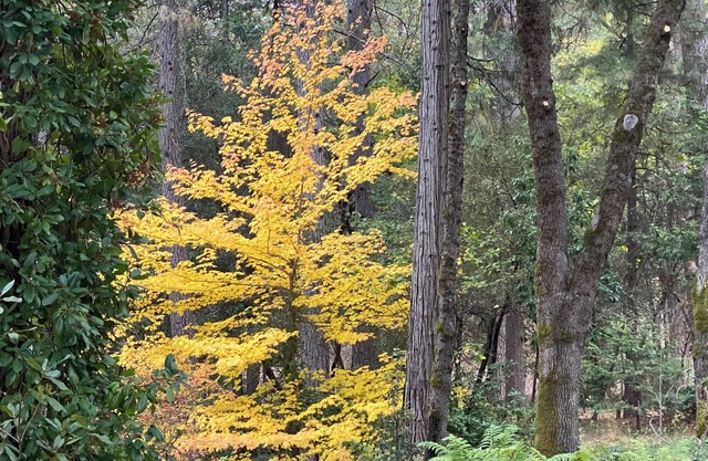 Beautiful family friendly home