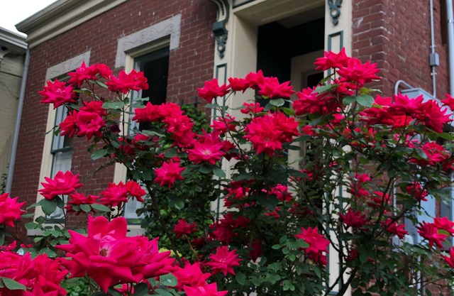Hermosa casa en el corazón de Butchertown! Cerca de todo!