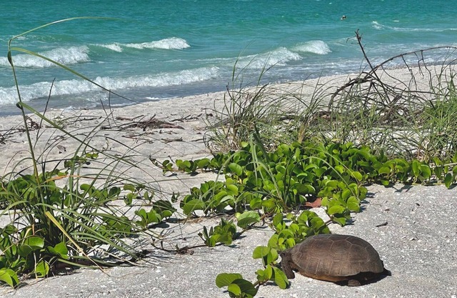 ¡Cancelación de marzo de 2020! Reserve ahora y disfrute de la vida frente al mar en este favorito de vacaciones en Sanibel-Captiva. Trae tu bote!