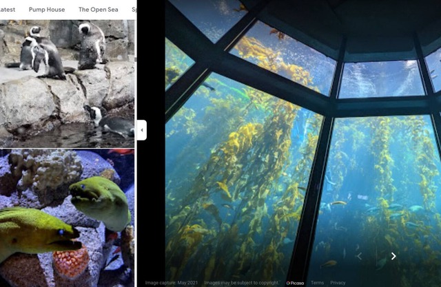 Cabin with loft under a tree in Santa Cruz mountains near Beach and wine tasting