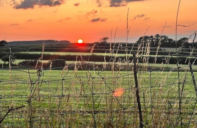 Chaffinch at Moorhead Country Holidays
