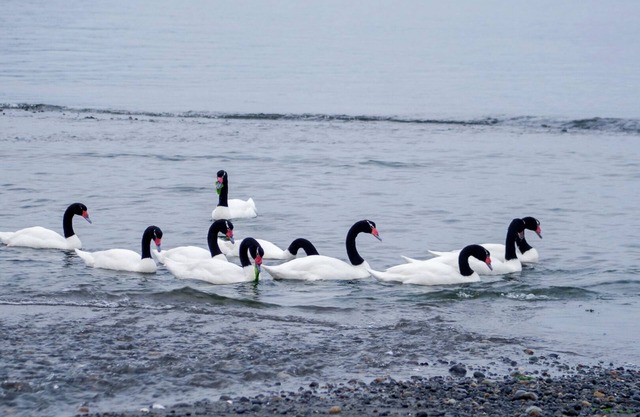 Playa estuario coipomo, Ancud.