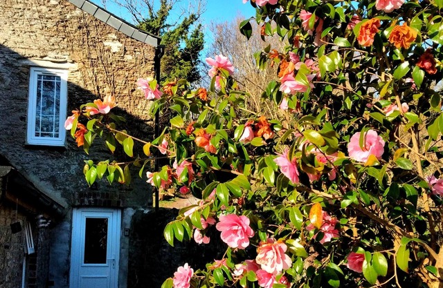 Cute Cornish Cottage in stunning countryside close to gorgeous beaches.