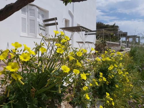 Dandelion Paros Apartments III-IV