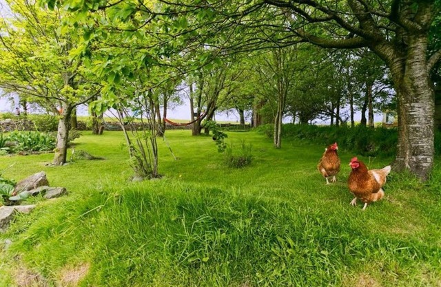 Dog House - a dog that sleeps 2 guests in 1 bedroom