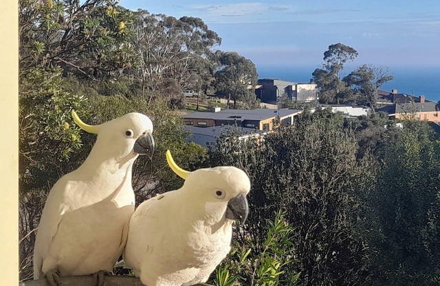 Dromana stay for couples. (Max 2 people, Max 2-3 night stay)