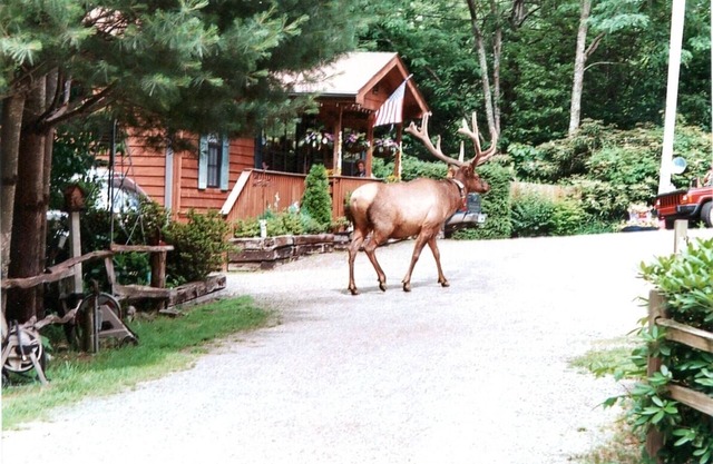 Casa grande, duerme 12! ¡Arroyo! ¡Spa! ¡Orientado a la familia! ¡Cabina separada disponible!