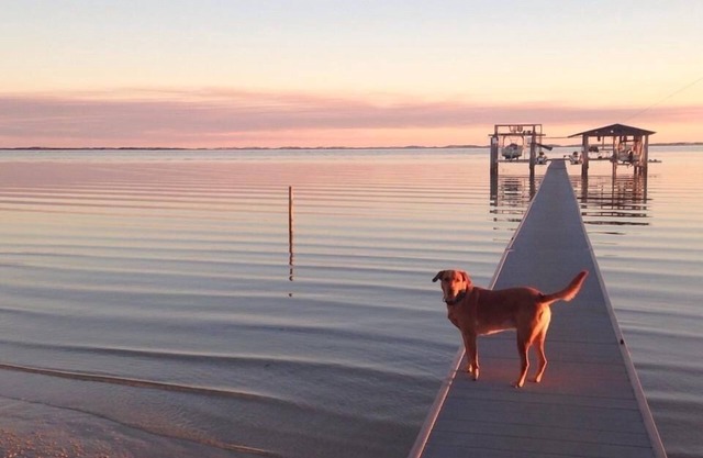 Escape to Gulf Beach Getaway! (Pet friendly)