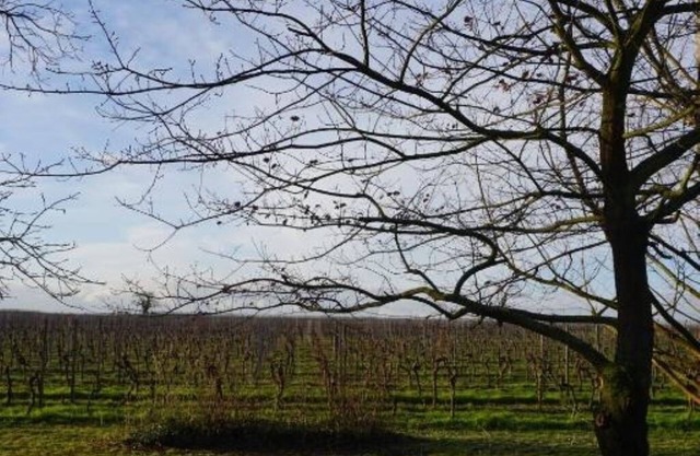 Eschment Guest House: Standard room with queen-size bed