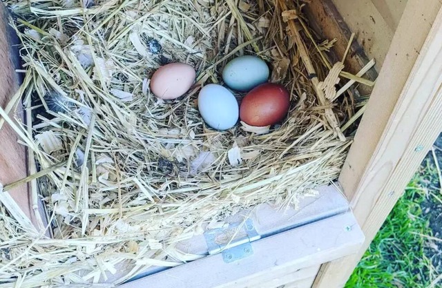 Farm Stay🐮 🐥 🐐 🥚