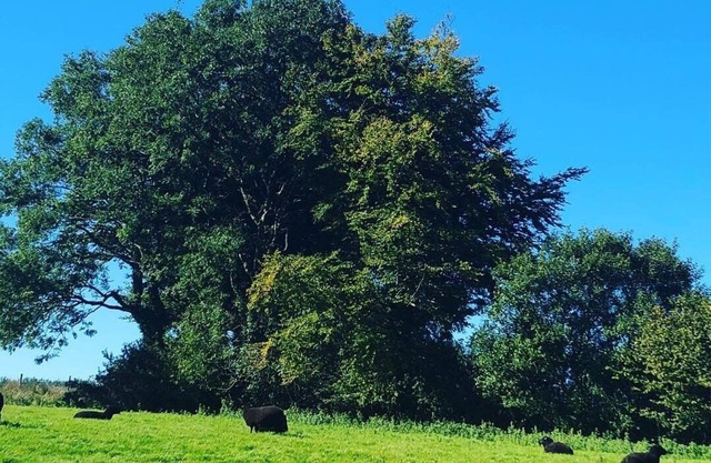 Anexo de la granja - recientemente renovado a un alto nivel en el borde de Exmoor