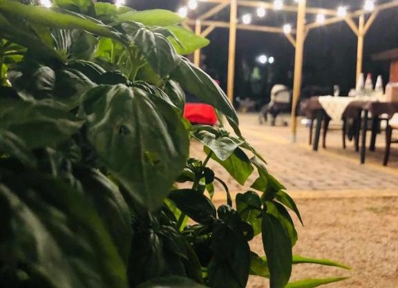 Fattoria Il Noce B&B