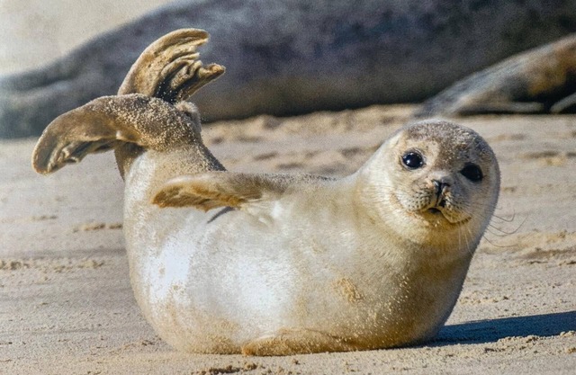 Fewo ELSTERNESTCHEN on the East Frisian North Sea coast - feel right at home