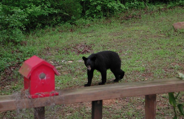 Forest Get Away! Surrounded by National Forest. Beautiful home in the woods.