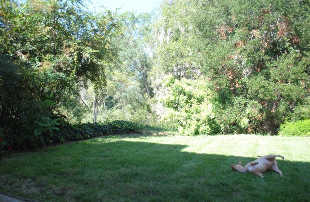 FULLY FURNISHED MID-TERM RENTAL: Treehouse Oasis - A peaceful haven in Encinitas