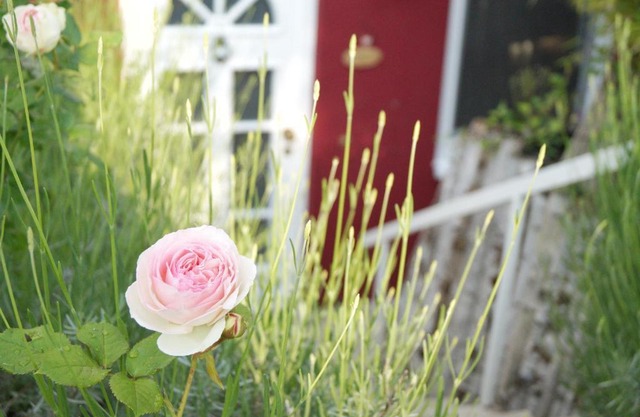 "Gemütlich" 1-Zimmer Apartment nah am Wald