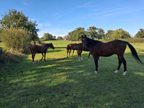 Hebergement calme et verdoyant