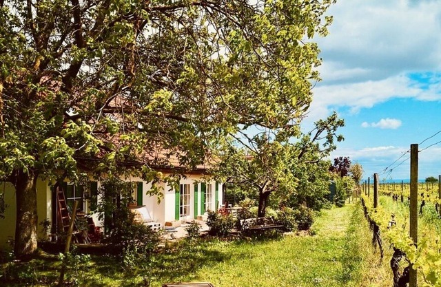 Holiday apartment "Portuguese Dreams" located on the vineyard