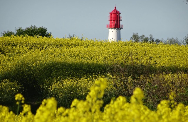 Vacaciones en el mar Báltico bajo techo de paja con mucha comodidad; WLAN gratis, 2 Smart TV, ....
