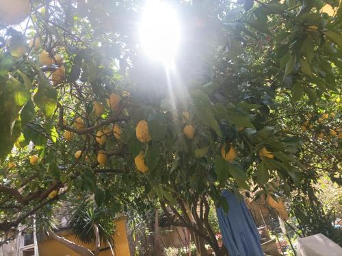 Il giardino nascosto