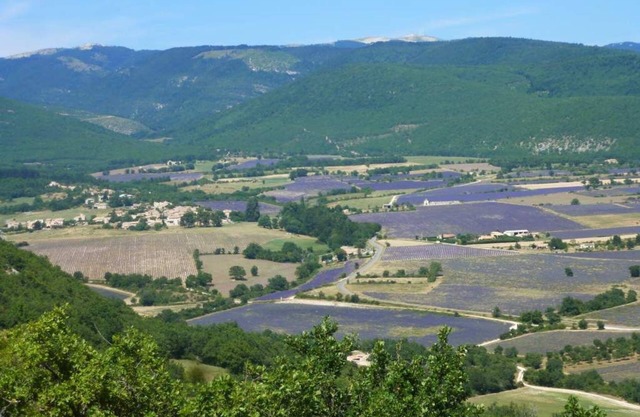 En la tierra de la lavanda, al pie de la montaña Lure