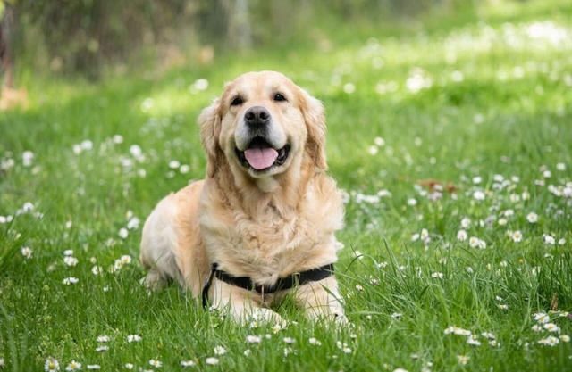 JapaneseWestern style room for dogs Capacity 5 / Ito Shizuoka