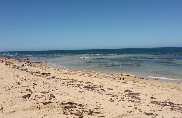 Kangaroo's At Melros