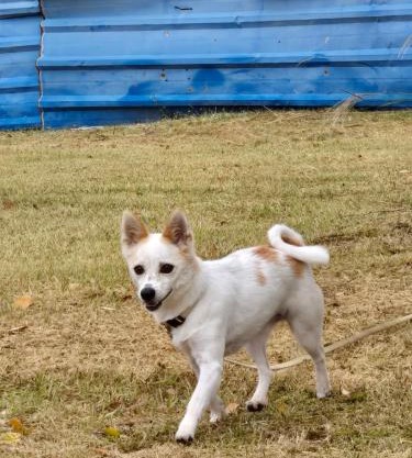 Kong's heyri pet-friendly