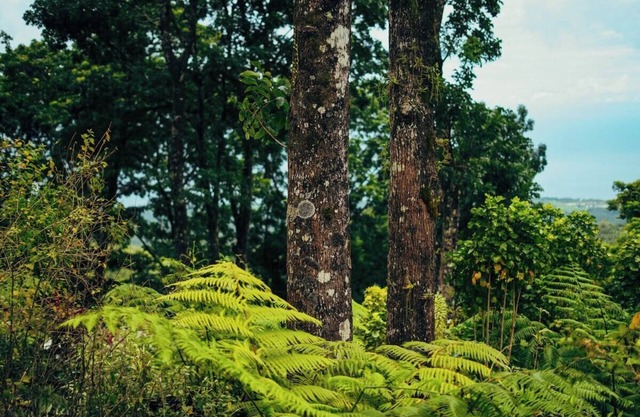 Matahom Forest Glamping Tent 2