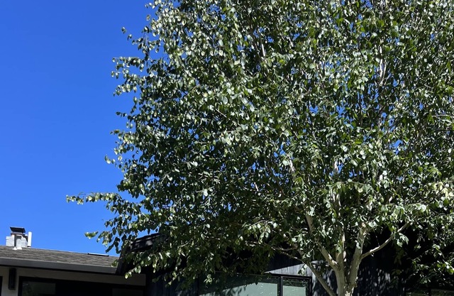 Modern home w/massive yard + firepit! Neighborhood beach, dock, and sport court!