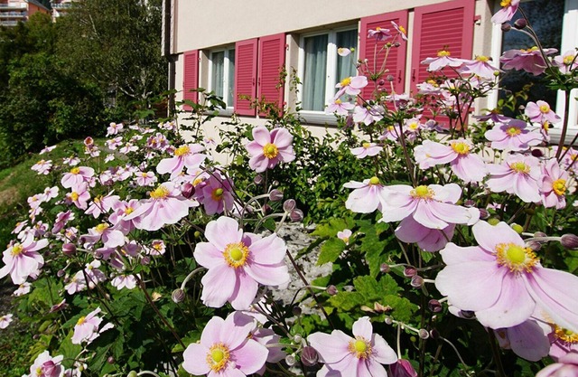 Precioso apartamento para 4 personas con WIFI, piscina, TV, balcón y mascotas permitida